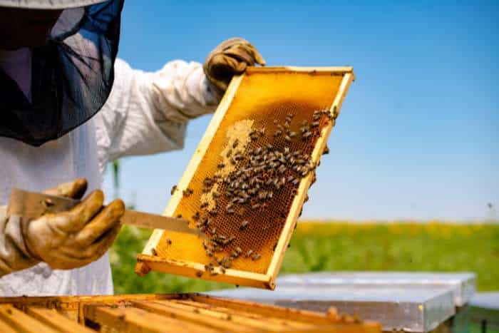 foto apicoltore