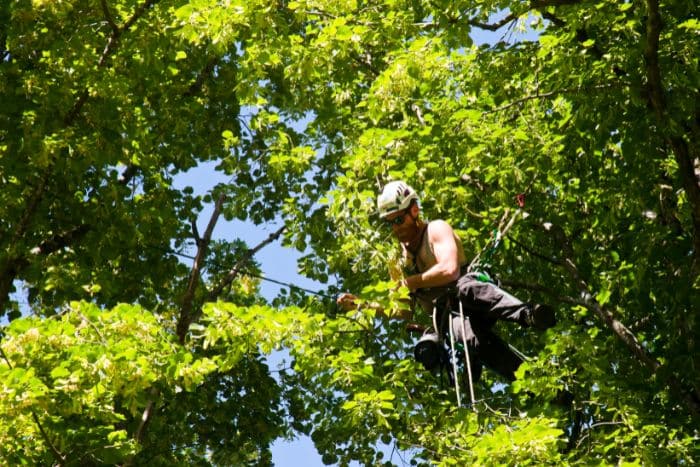 Foto di tree climbing