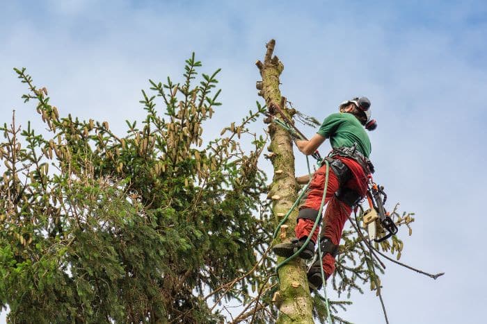 Immagine operatore tree climber
